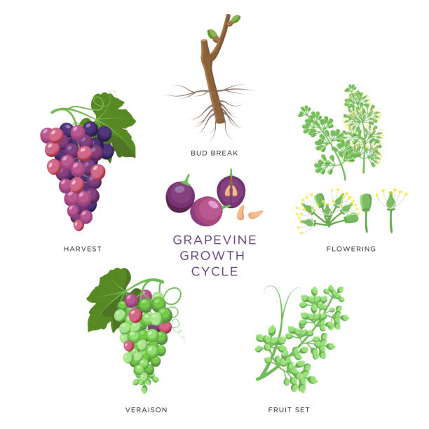виноградный рост инфографики элементы изолированы на белом, плоский набор дизайна. процесс посадки винограда из семян, разрыв бутонов, цве� - grape bunch fruit stem stock illustrations