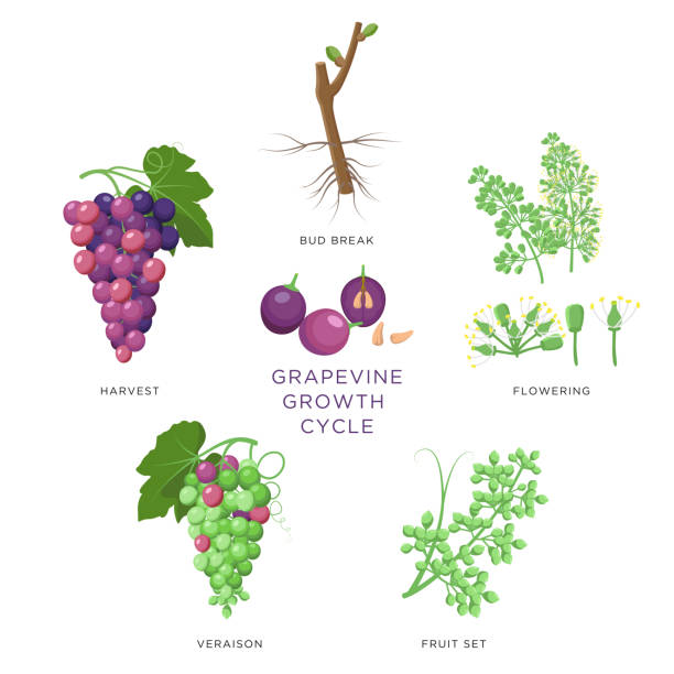 Grapevine growth infographic elements isolated on white, flat design set. Planting process of grape from seeds,  bud break, flowering, fruit set, veraison, harvest, ripe grape bunch. Grape growth. Grapevine growth infographic elements isolated on white, flat design set. Planting process of grape from seeds,  bud break, flowering, fruit set, veraison, harvest, ripe grape bunch. Grape growth grape pruning stock illustrations