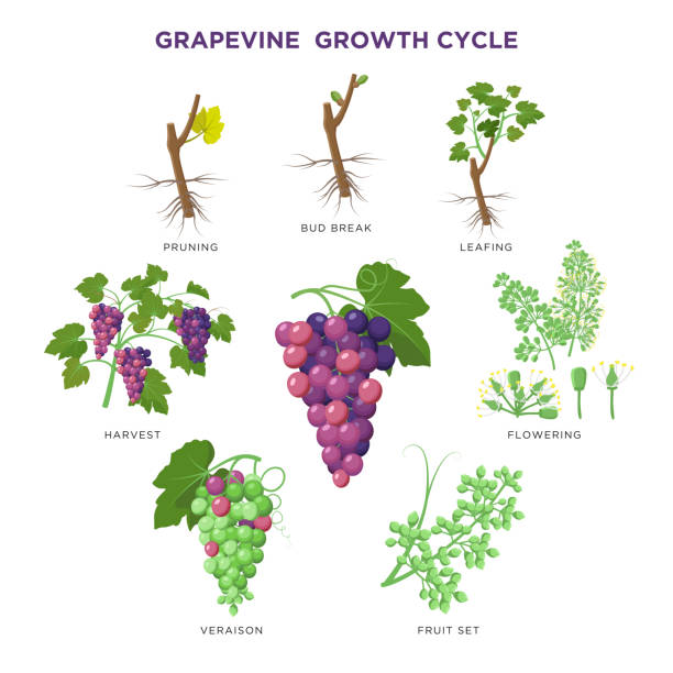 ilustrações, clipart, desenhos animados e ícones de elementos infográfico crescentes da planta da vinha isolados no branco, projeto liso das ilustrações. processo de plantação da uva das sementes, ruptura do botão, florescência, jogo da fruta, veraison, colheita, grupo maduro da uva. - vector berry root leaf