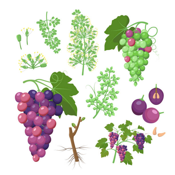 Grapevine growth set of infographic elements isolated on white, flat design illustrations. Planting process of grape from seeds, bud break, flowering, fruit set, veraison, harvest, ripe grape bunch. Grapevine growth set of infographic elements isolated on white, flat design illustrations. Planting process of grape from seeds, bud break, flowering, fruit set, veraison, harvest, ripe grape bunch grape pruning stock illustrations