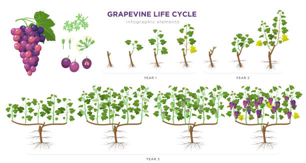 Grapevine growing stages infographic elements in flat design. Planting process of grape 1 - 3 years from seeds,  sprout, bud break, flowering, fruit set, veraison, harvest, ripe grape bunch isolated. Grapevine growing stages infographic elements in flat design. Planting process of grape 1 - 3 years from seeds,  sprout, bud break, flowering, fruit set, veraison, harvest, ripe grape bunch isolated grape pruning stock illustrations