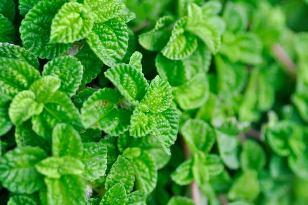 mint plant, mint or Pilea nummulariifolia mentha mint plant, mint or Pilea nummulariifolia pilea nummulariifolia stock pictures, royalty-free photos & images