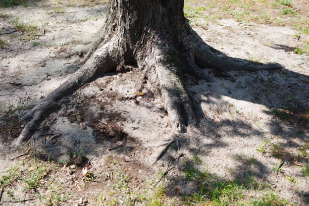 ciekawe korzenie dużego drzewa w parku z jesiennymi liśćmi - root paper black textured zdjęcia i obrazy z banku zdjęć