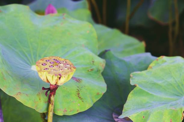 istock lotus seed pods with green leave background 1171528906