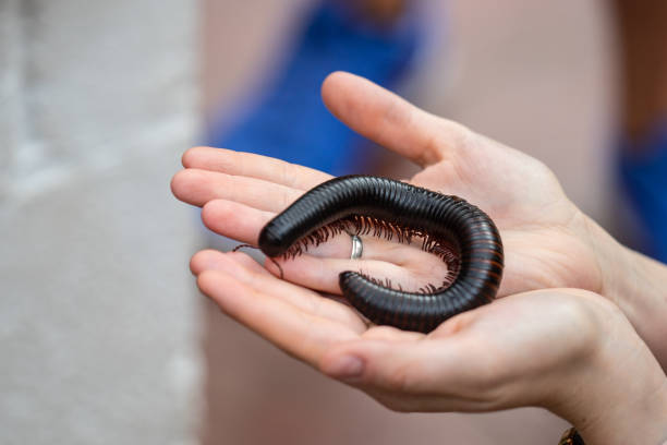 Giant African millipede, Archispirostreptus gigas on hand Giant African millipede, Archispirostreptus gigas on hand. myriapoda stock pictures, royalty-free photos & images