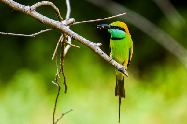 istock Asian green bee-eater eating a bee 1171532050