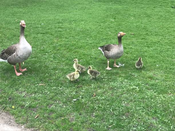 istock Family of Geese 1171537049