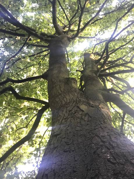 istock Child’s view of a tree 1171537105