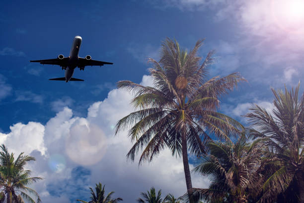 istock Coconut palm trees on blue sky background 1171537227