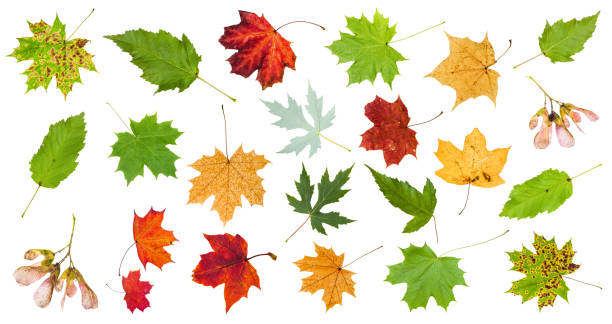 istock many various maple leaves isolated on white 1171538463