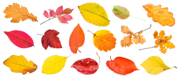 istock many various autumn leaves and twigs isolated 1171538464