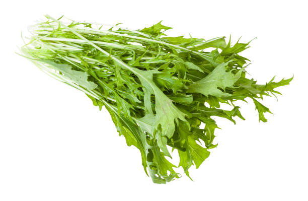 istock bunch of green mizuna (Japanese mustard greens) 1171539143