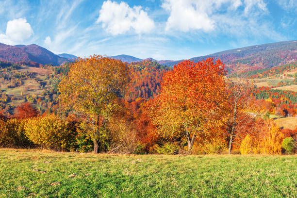 istock trees in fall foliage in mountainous countryside 1171539663