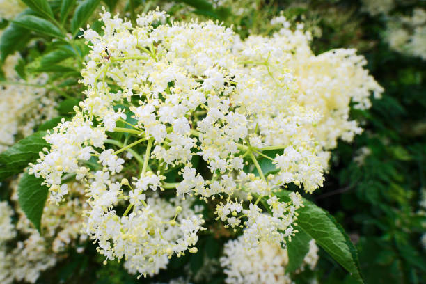 istock Blooming white flowers on black elder shrub. 1171540136