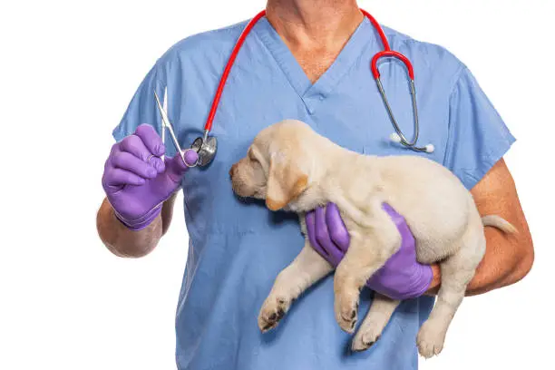 Photo of Male Veterinarian with scissors to “fix” for a Yellow Labrador Puppy - 8 weeks old