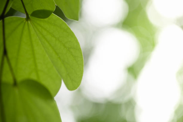 Close up of nature view green Orchid tree leaf on blurred greenery background under sunlight with bokeh and copy space using as background natural plants landscape, ecology wallpaper concept.