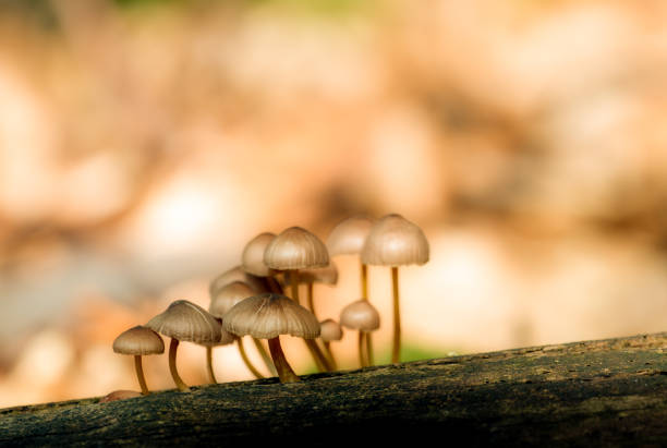 istock Mushroom family 1171542997