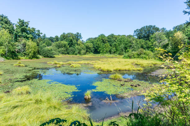 istock Nisqually Wetlands Landscape 1171543150