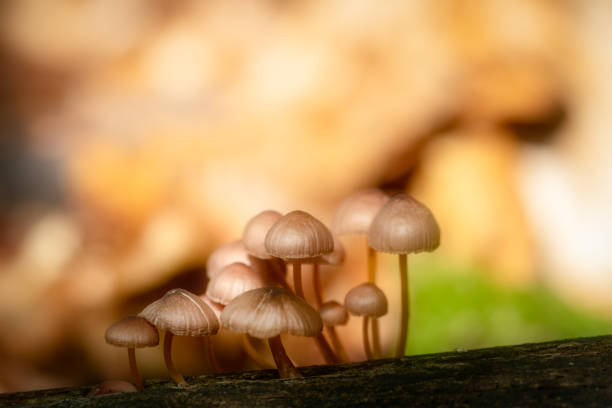 istock Mushroom family 1171543268