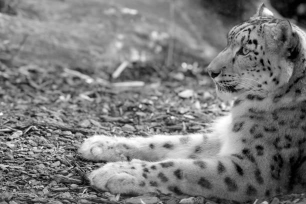 istock Panther of the Menagerie 1171543483
