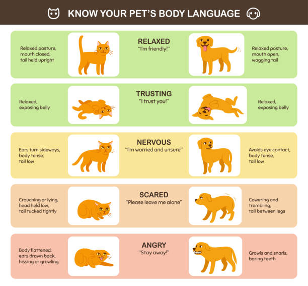 illustrazioni stock, clip art, cartoni animati e icone di tendenza di linguaggio del corpo di cani e gatti - comportamento animale