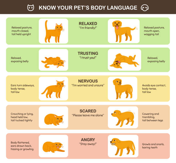 Cat and dog body language Cat and dog body language comparison, educational infographic chart. Feline and canine emotions and behavior. Cute cartoon vector illustration, printable poster. gesturing stock illustrations