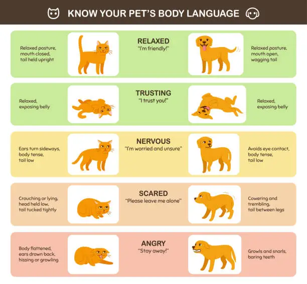 Vector illustration of Cat and dog body language