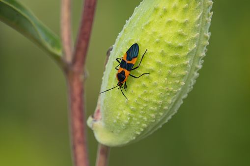 Large milkweed bug (Oncopeltus fasciatus) on milkweed (Asclepias sp.) pod in summer.