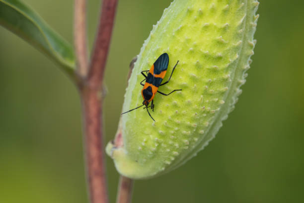 Large Milkweed Bug on Milkweed Pod in Summer stock photo