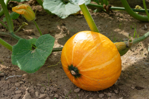 istock Uchiki Kuri pumpkin, ready to harvest 1171545530