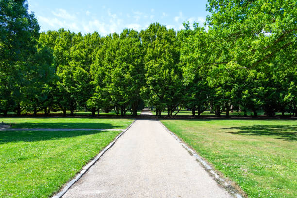 istock Alley in the park with beautiful green trees. Rest zone. 1171545549