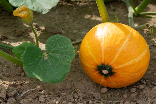 istock Uchiki Kuri pumpkin, ready to harvest 1171545579