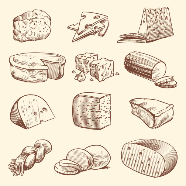 ilustrações de stock, clip art, desenhos animados e ícones de hand drawn cheese. various types of cheeses. tasty brie, mozzarella and parmesan appetizer foods. doodle sketch vintage vector set - parmesan cheese