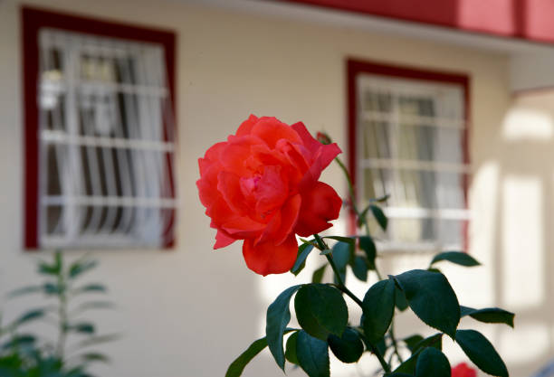 Dark red rose with green leaves