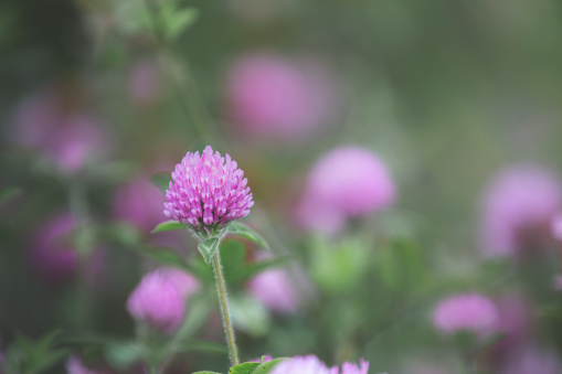 blooming red clover or Trifolium pratense and green grass close-up. Pink clover flowers in spring, shallow depth of field. Floral background.