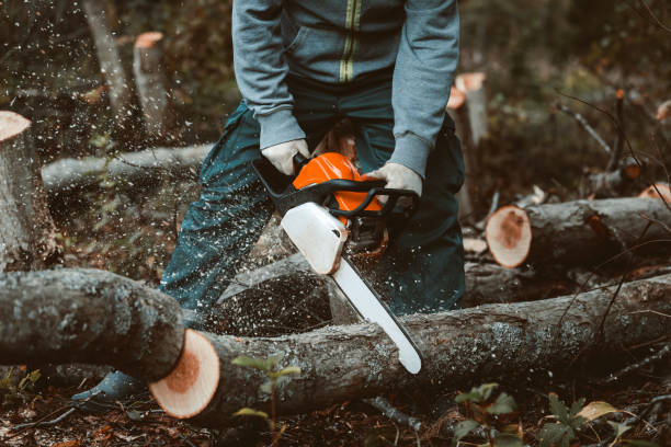 un homme sciant un arbre avec une tronçonneuse. enlève les plantations forestières des vieux arbres, prépare le bois de chauffage. - lumber industry forest tree pine photos et images de collection