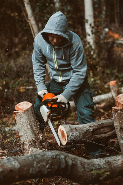 istock a man sawing a tree with a chainsaw. removes forest plantations from old trees, prepares firewood. 1171548602