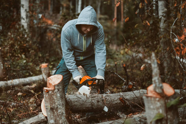 istock a man sawing a tree with a chainsaw. removes forest plantations from old trees, prepares firewood. 1171548673