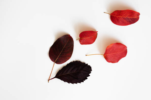 istock Colorful autumn leaves on a white background. 1171548834