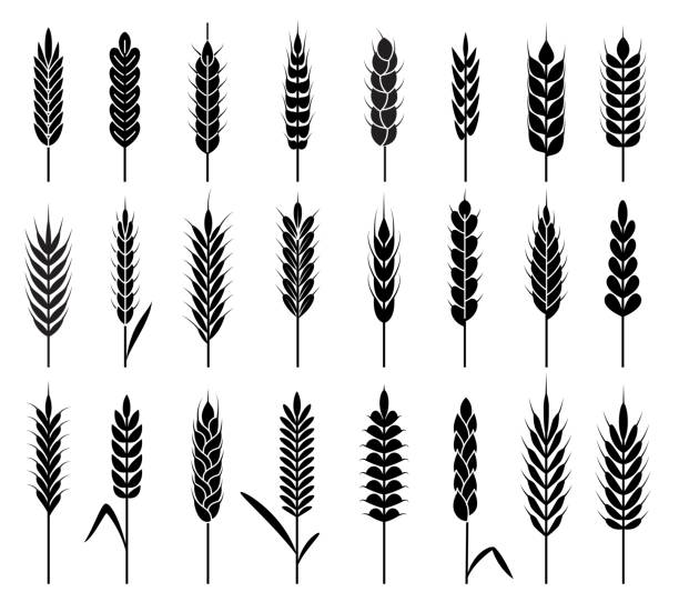 밀 귀 아이콘입니다. 유기 농업 곡물 수확. 줄기 곡물 쌀과 밀, 옥수수와 귀리, 보리 천연 제품 벡터 로고 - barley grass wheat isolated stock illustrations