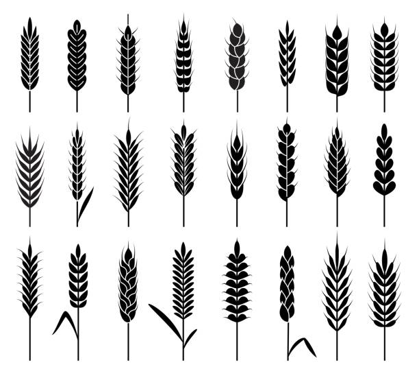 ikony uszu pszenicy. zbiory zbóż w rolnictwie ekologicznym. łodyga ziarna ryżu i pszenicy, kukurydzy i owsa, logo wektora produktu jęczmienny naturalny - barley grass illustrations stock illustrations