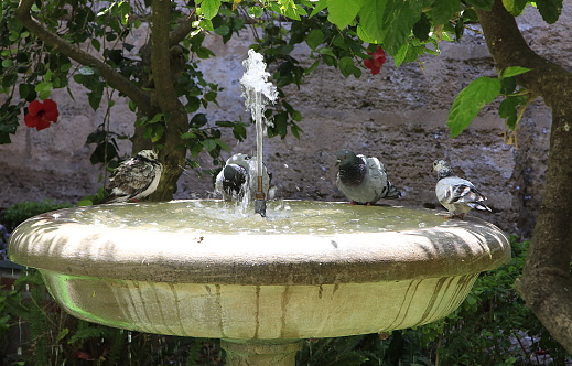 4 pigeons sit on a water fountain, bathing and drinking to cool themselves in the summer heat.