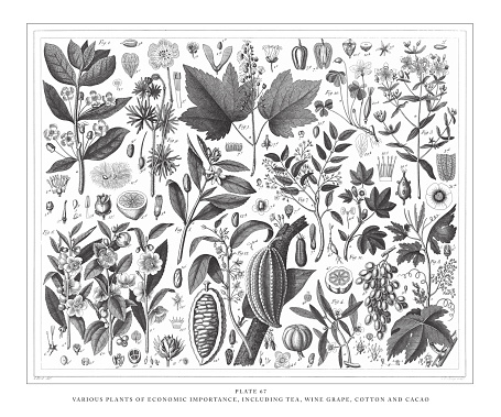 Various Plants of Economic Importance Including Tea, Wine-grape, Cotton and Cacao Engraving Antique Illustration, Published 1851. Source: Original edition from my own archives. Copyright has expired on this artwork. Digitally restored.