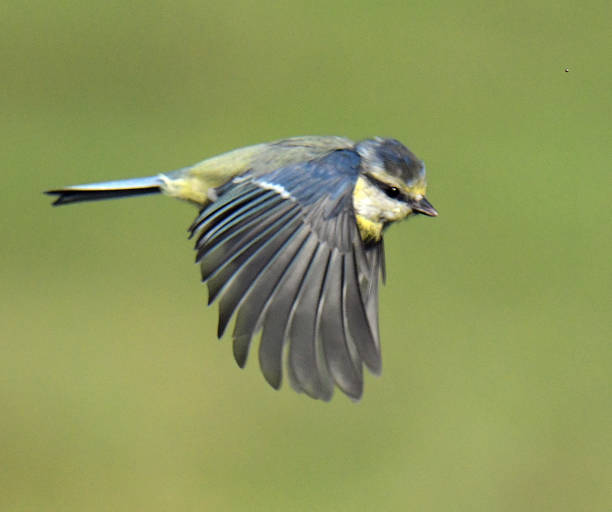istock Nuthatch, Blue Tit, Dunnock, Great Tit and Chaffinch in flight and perching 1171554599