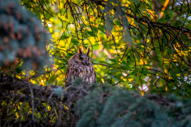 Long-eared owl (Asio otus) stock photo