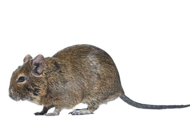 istock rodent degu isolated on white background 1171556297