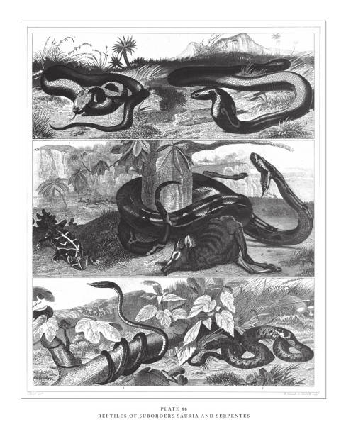 ilustraciones, imágenes clip art, dibujos animados e iconos de stock de reptiles de los suborders sauria y serpientes grabado ilustración antigua, publicado en 1851 - cobra rey