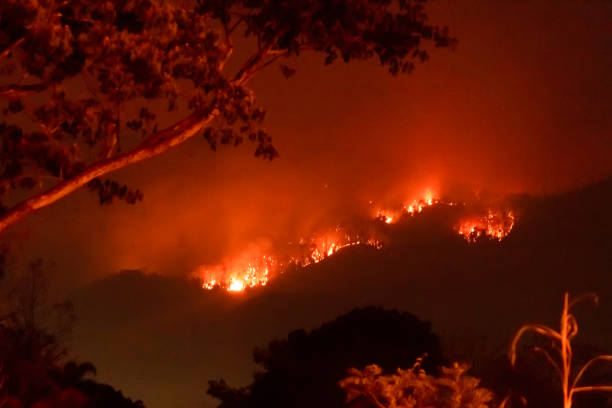 problème de désintéressement des feux de forêt en amazonie. le feu brûle des arbres dans la montagne la nuit. - rainforest amazon rainforest tropical rainforest brazil photos et images de collection