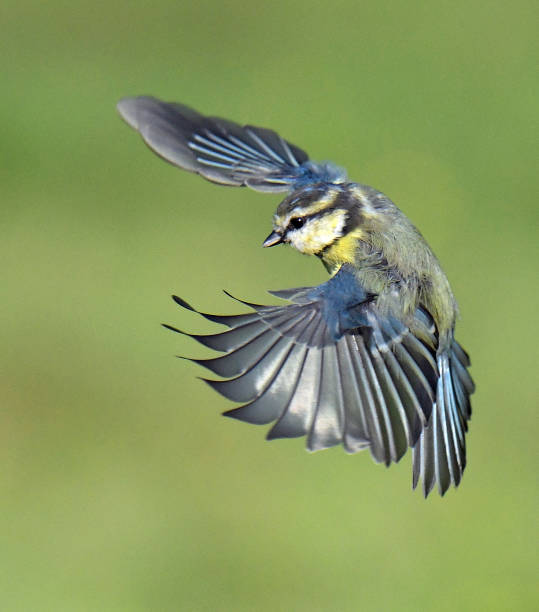istock Nuthatch, Blue Tit, Dunnock, Great Tit and Chaffinch in flight and perching 1171556788