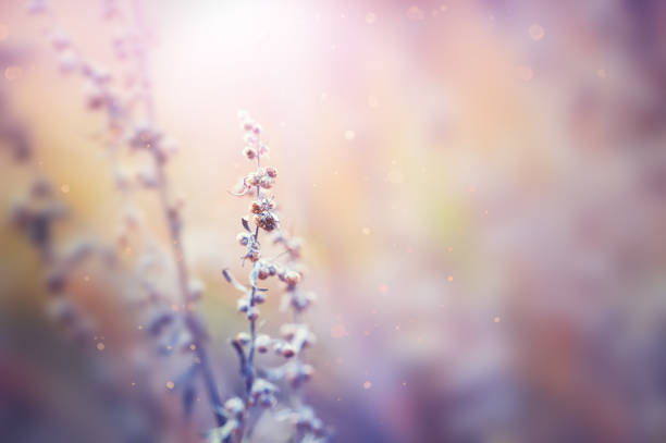 istock Dry autumn plants in a forest at sunset. 1171560673